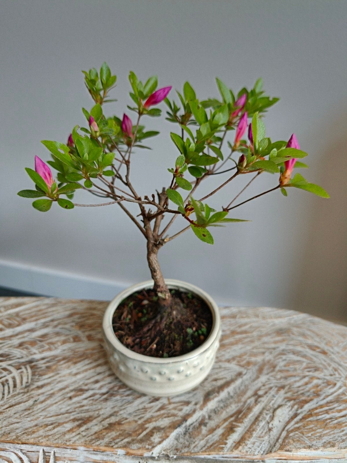 Azalea Bonsai, Bloeit niet, Halfschaduw, Minder dan 100 cm, Overige soorten