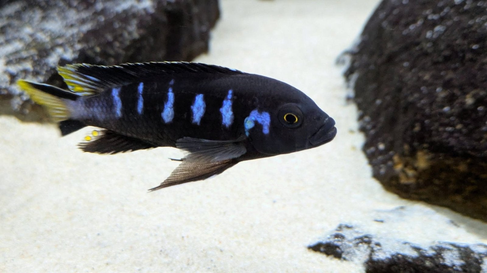 Pseudotropheus Elongatus chewere ( malawi cichlide ), Dieren en Toebehoren, Vis