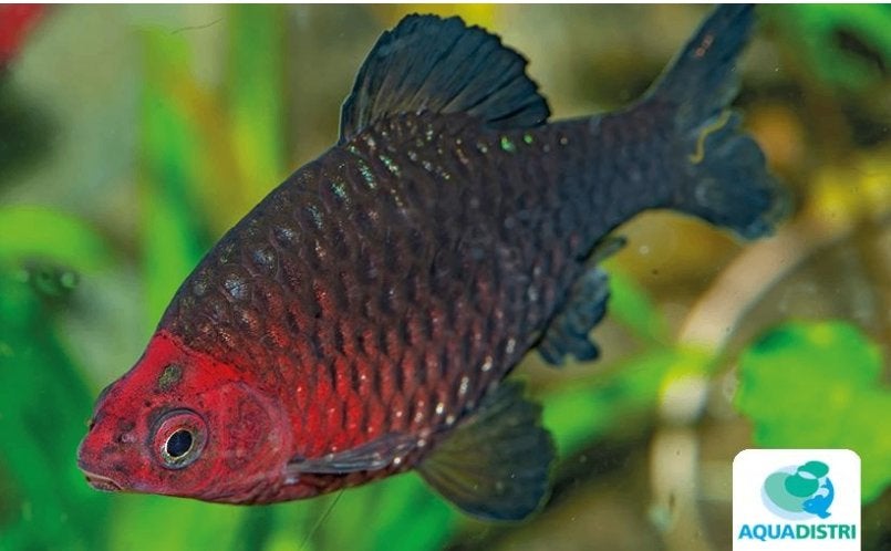 Pethia nigrofasciata| purperkop barbeel, Dieren en Toebehoren, Vis, Zoetwatervis, Schoolvis