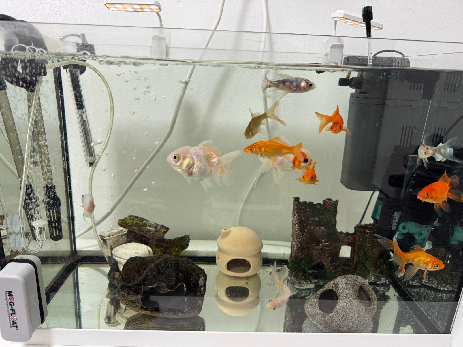 70L Aquarium met 13 vissen + filters en accessoires, Dieren en Toebehoren, Ophalen, Zo goed als nieuw, Gevuld zoetwateraquarium