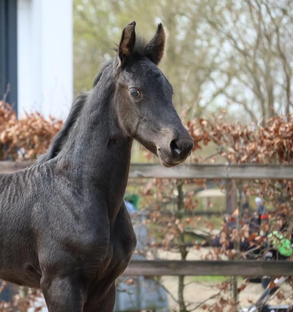 Fries merrieveulen v. Murk 540 uit moederlijn met veel sport, Dieren en Toebehoren, Paarden, Merrie, Niet van toepassing, Met stamboom