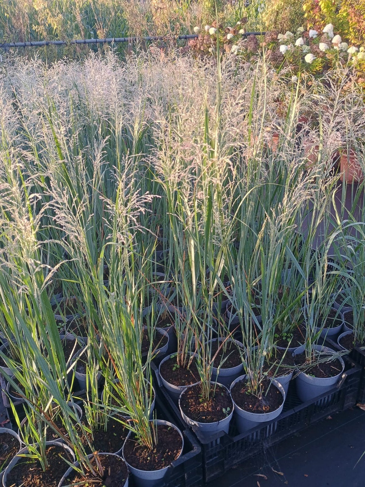 Panicum North Wind in 2 liter potten - Siergras, Tuin en Terras, Ophalen of Verzenden