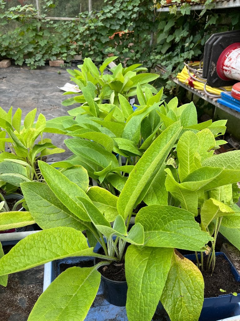 Russische smeerwortel, Volle zon, Vaste plant, Zomer, Ophalen