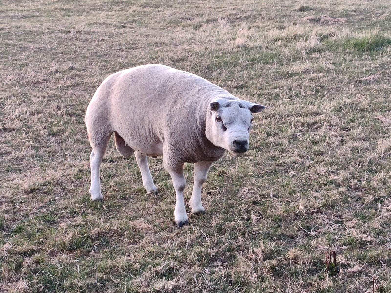 Te koop mooie texelse dekram 2 j, Dieren en Toebehoren, Schapen, Geiten en Varkens, Mannelijk, Schaap