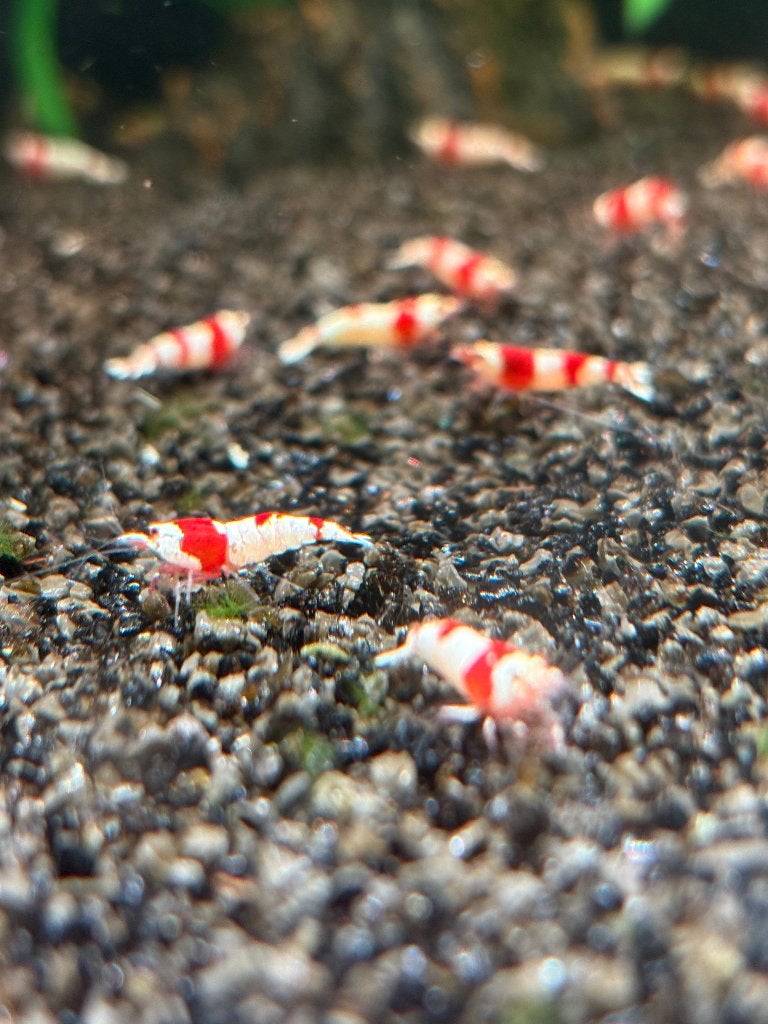Caridina "Crystal Red", Kreeft, Krab of Garnaal, Zoetwatervis