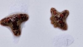 ganzevoetjes/asterina/zeesterren gezocht!, Zoutwatervis