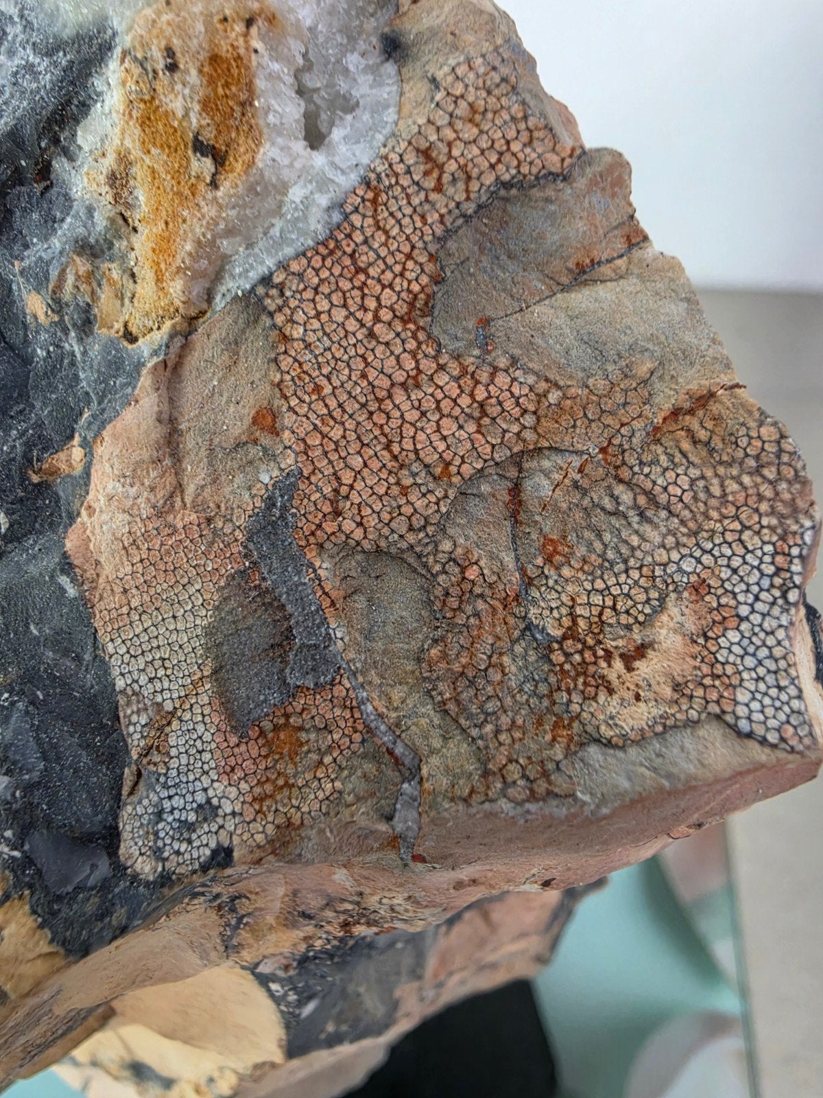 Fossiel van een kolonie vormend organisme, Verzamelen, Mineralen en Fossielen, Ophalen of Verzenden, Fossiel
