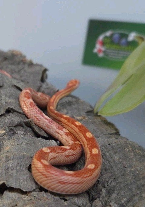Rattenslang Rat Snake - unknown for sale from De Waterlelie BV