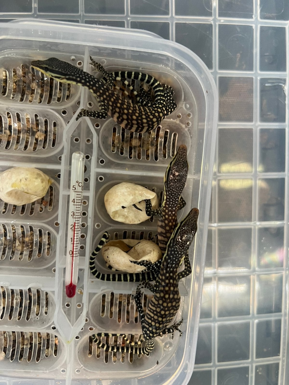 Varanus glauerti 0.1.3, Hagedis, 0 tot 2 jaar