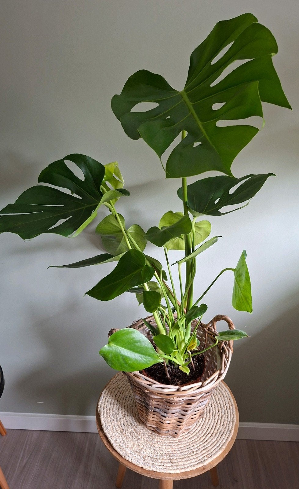 Monstera Deliciosa - Grote Kamerplant in Pot, Huis en Inrichting, Ophalen, 100 tot 150 cm, Overige soorten, Halfschaduw