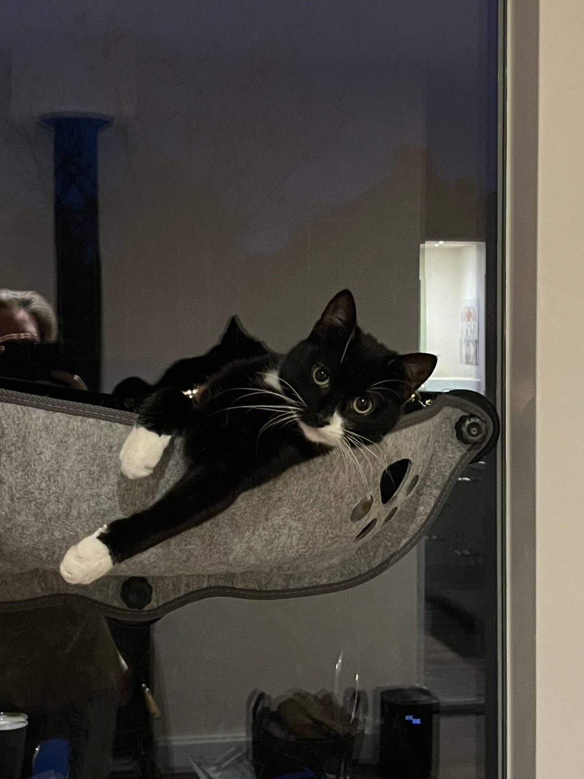 NIEUW kattenhangmand voor aan het raam, Ophalen of Verzenden