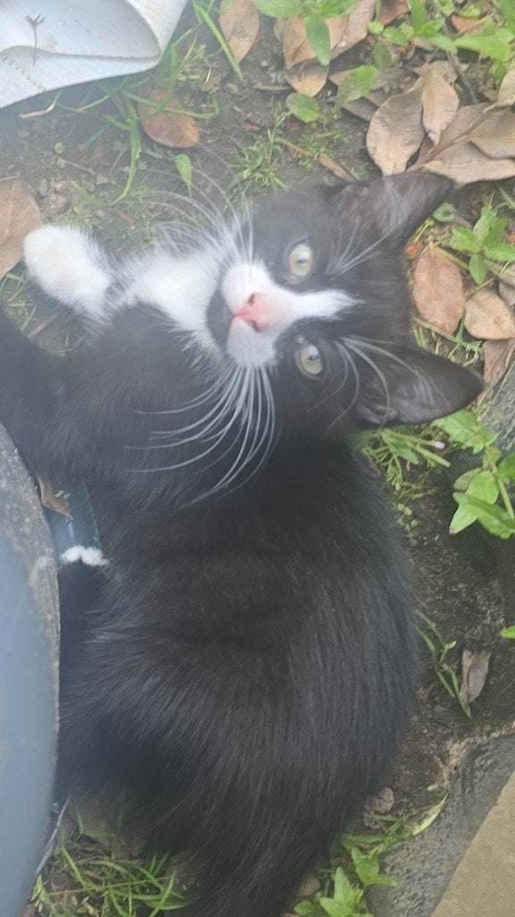 2 Kitten katertjes te koop, Dieren en Toebehoren, Meerdere dieren