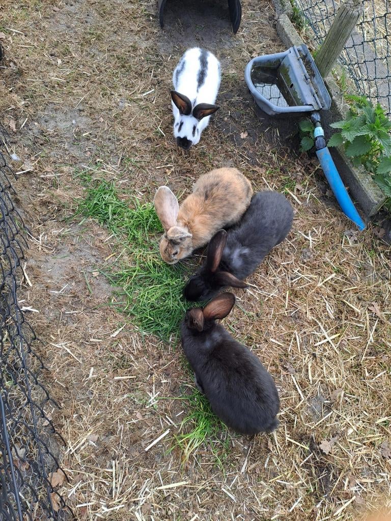 Jonge lotharinger / vlinder konijnen rammelaars, Mannelijk, Groot, 0 tot 2 jaar