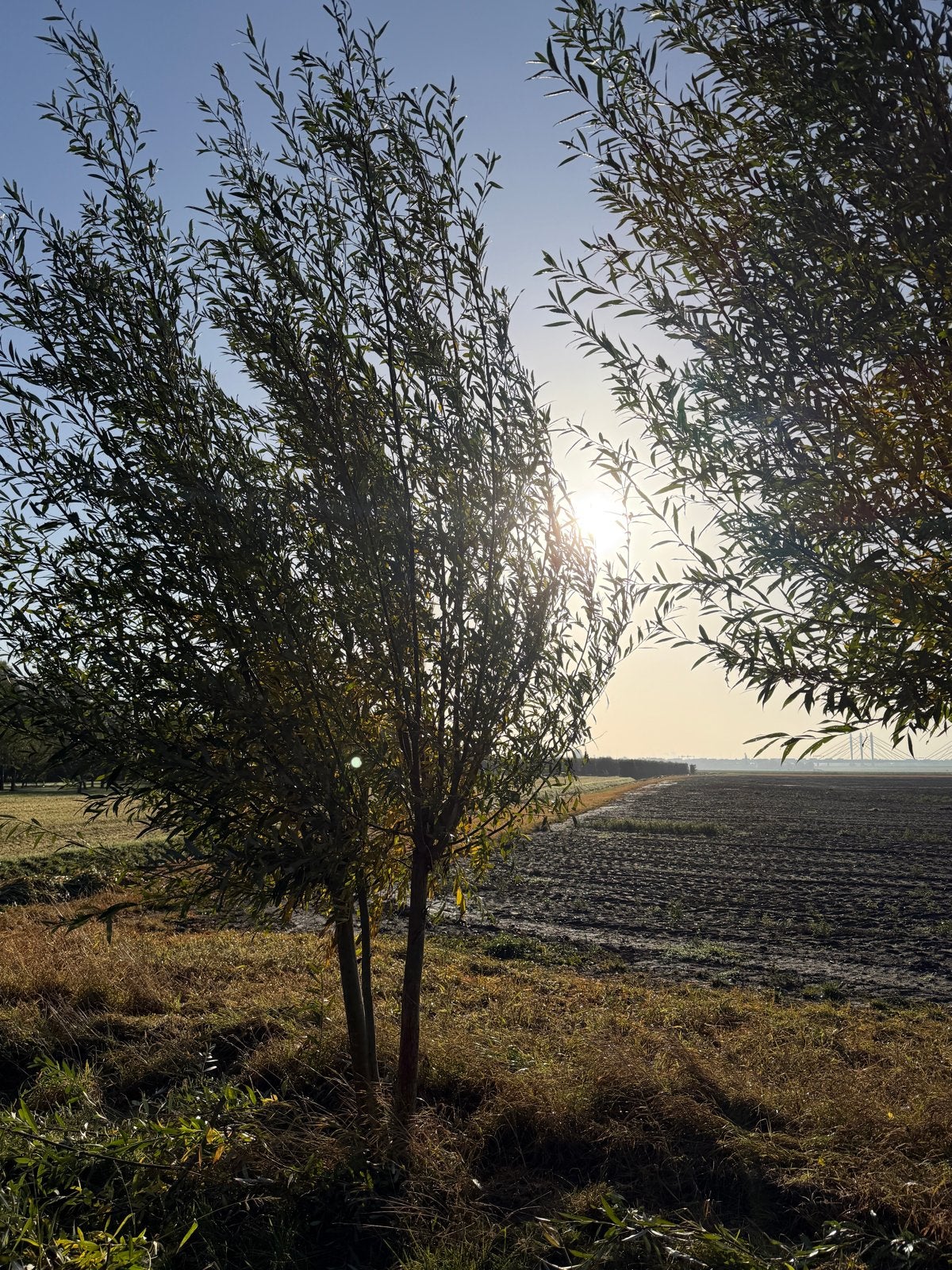 Meerstammige wilg, Tuin en Terras, Ophalen, Volle zon, Overige soorten, 250 tot 400 cm