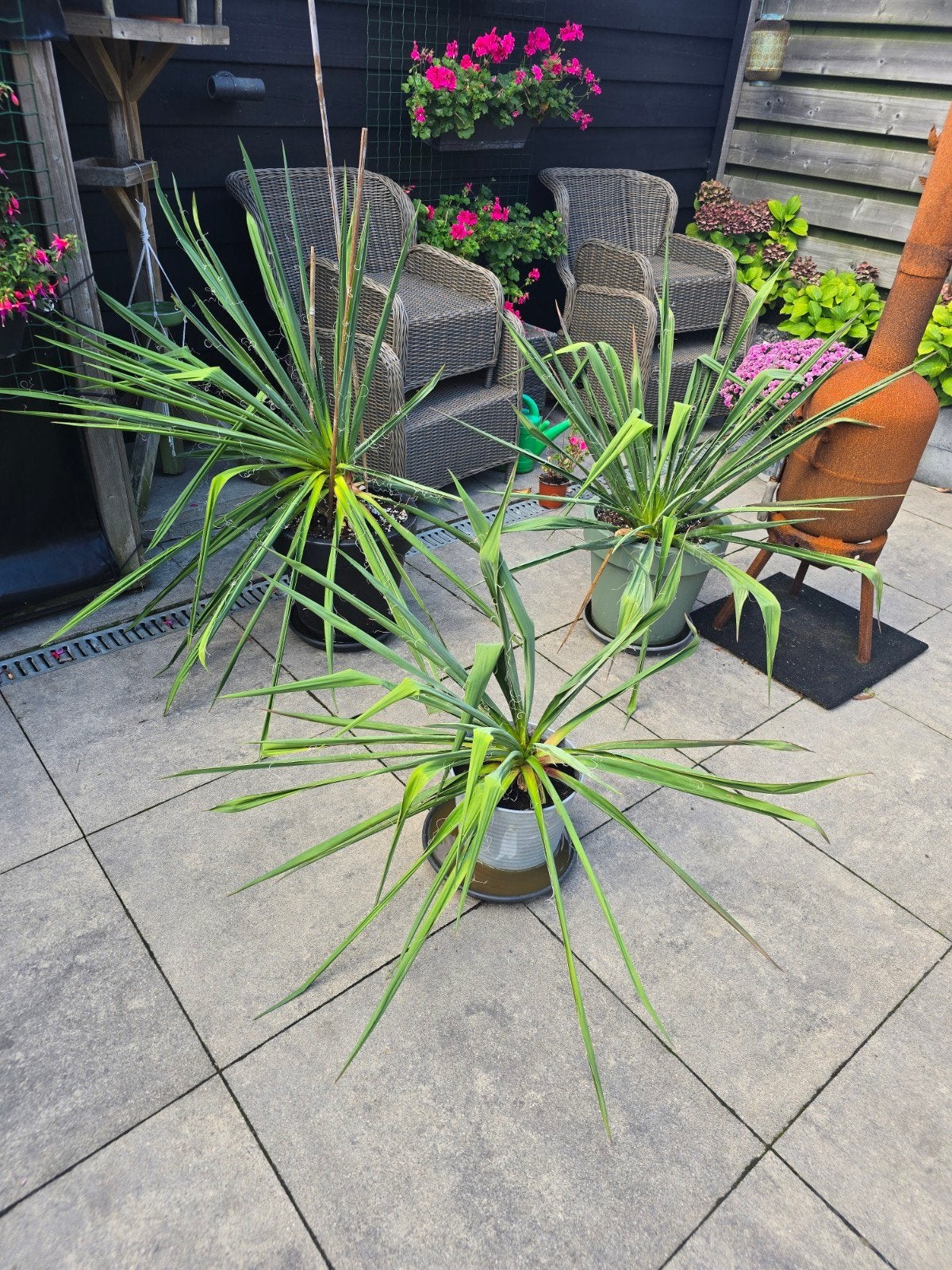 Yucca palmlelie voor buiten, Volle zon, Vaste plant, Zomer, Ophalen