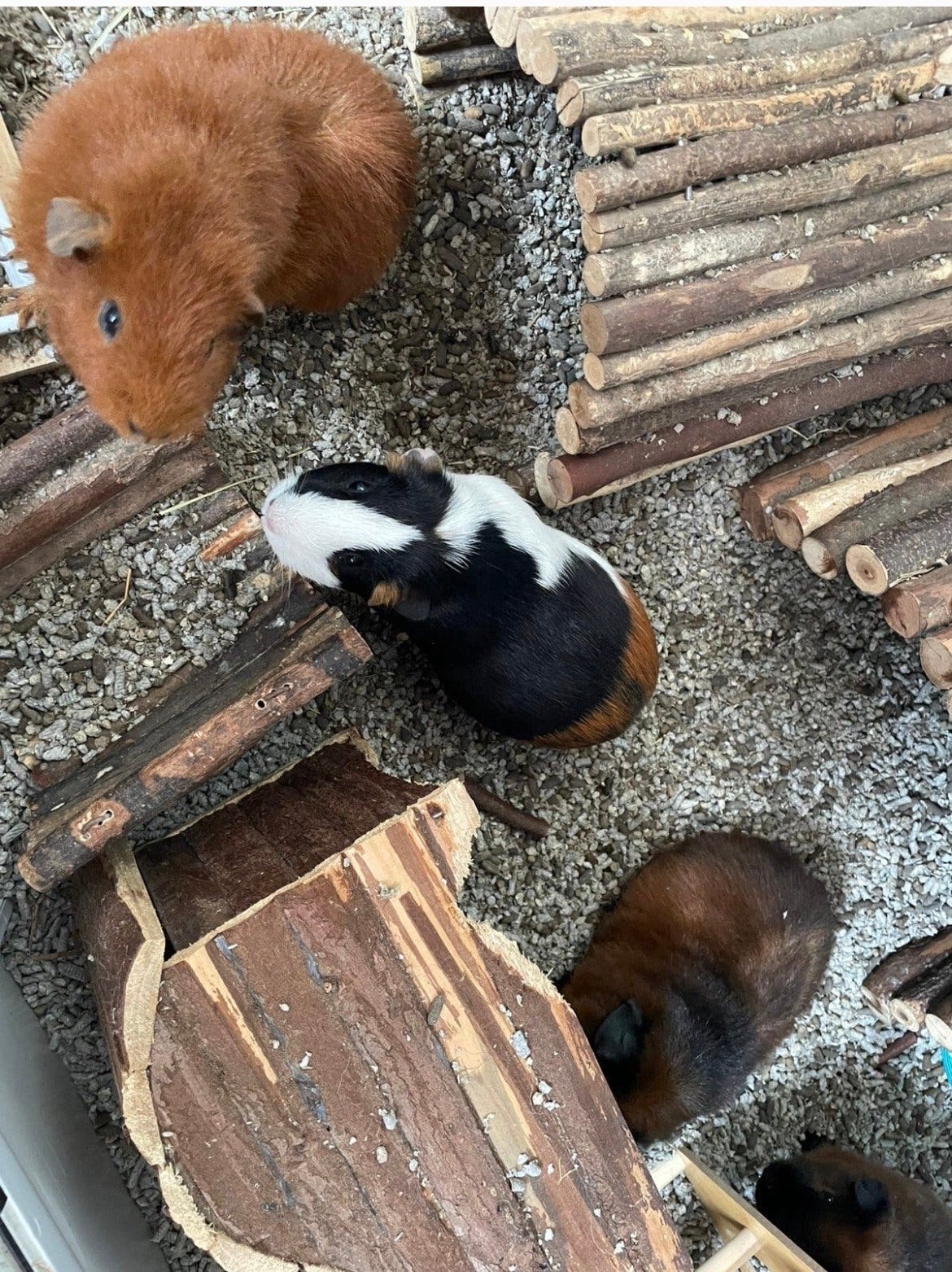 4 cavia (2 man, 2 vrouw) zoeken warm huis, Dieren en Toebehoren, Knaagdieren, Februari, Meerdere dieren, Cavia