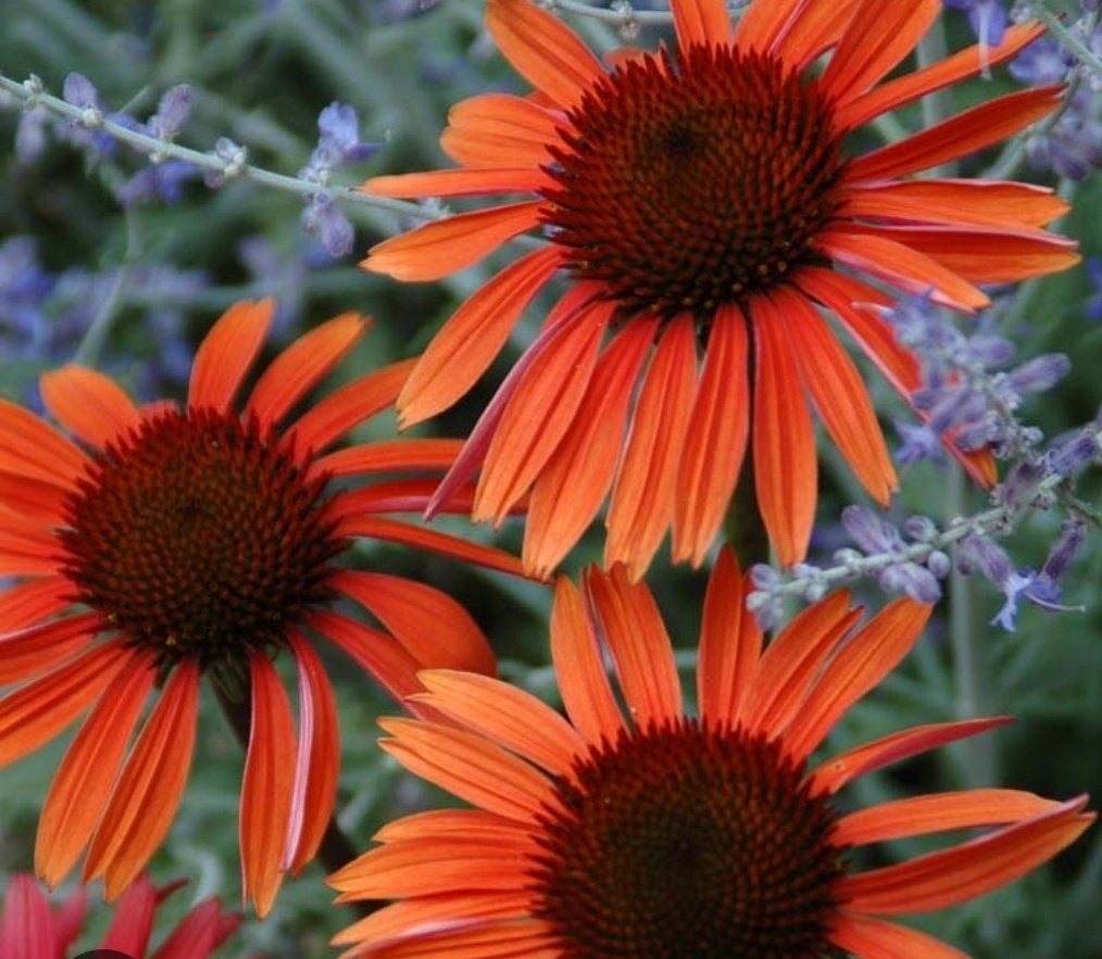 Echinacea purpurea 'sundown', Tuin en Terras, Volle zon, Vaste plant, Zomer, Ophalen