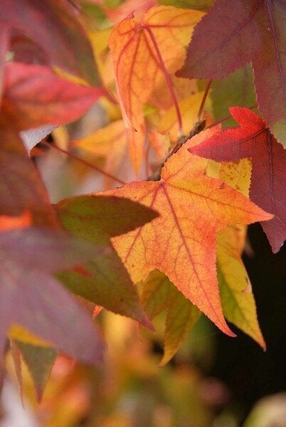 Liquidambar 'Slender Sillouette' ZUILBOOM! €95,-, Tuin en Terras, Planten | Bomen, In pot, Bloeit niet, Halfschaduw, Ophalen of Verzenden