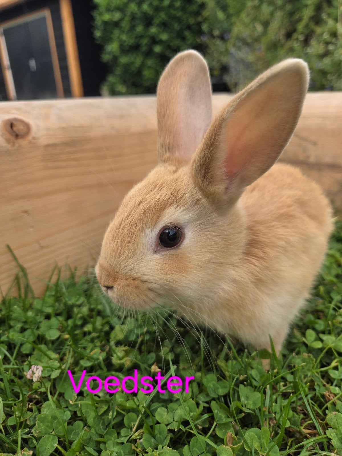 Tamme jonge konijntjes, Meerdere dieren, Dwerg, Hangoor