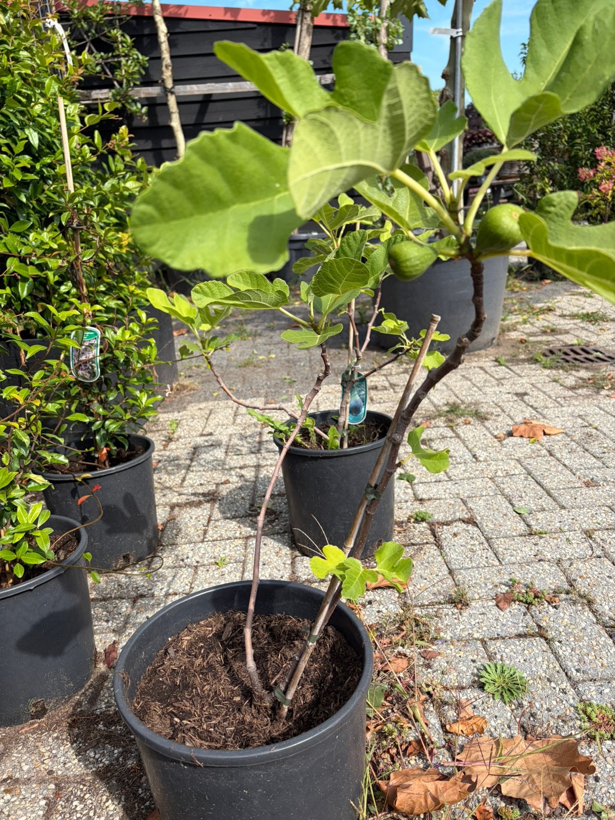 Sale Vijgen planten €19,50 pst op= op, Ophalen, Minder dan 100 cm, Vijgenboom, Zomer