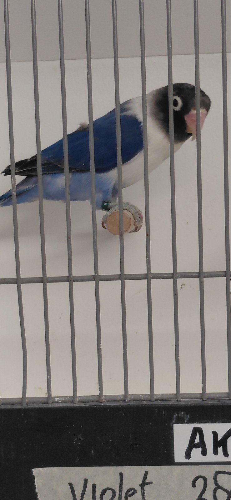 personata violet man num 28, Meerdere dieren, Dwergpapegaai of Agapornis