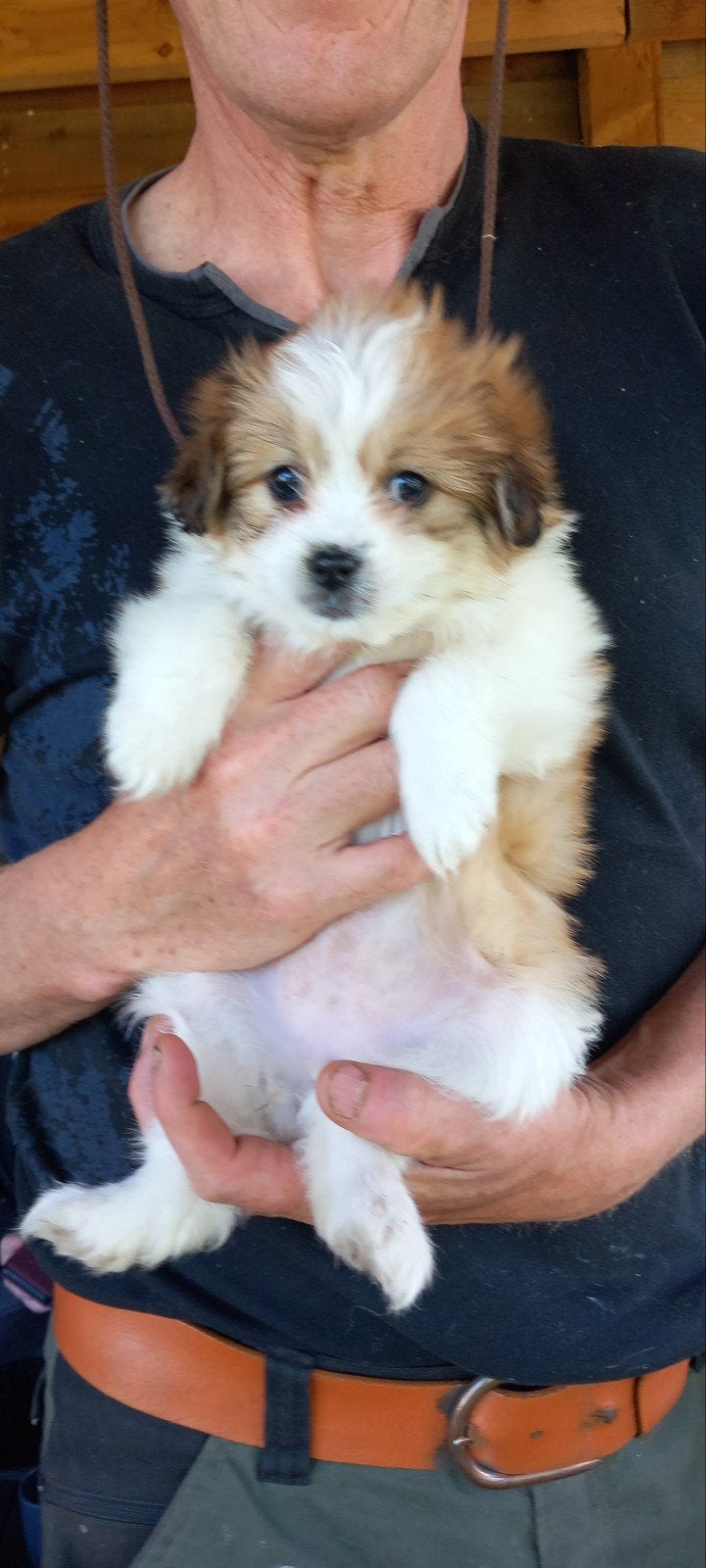 Onwijs lieve pups kruizing x pomeriaan zoeken een warm huisj, Overige rassen, 8 tot 15 weken, Meerdere, Meerdere dieren