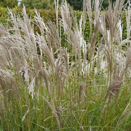 Miscanthus sinensis 'Kleine Silberspinne' in een 2 liter pot, Tuin en Terras, Planten | Tuinplanten, Ophalen, Volle zon, Vaste plant