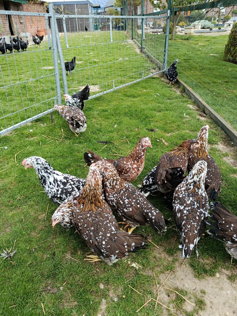 Ik verkoop bloemenkippen, Dieren en Toebehoren, Pluimvee, Kip
