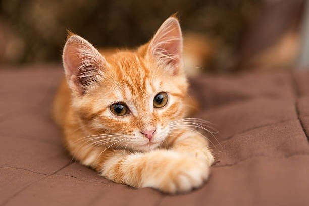 Opzoek naar kitten, Ophalen of Verzenden