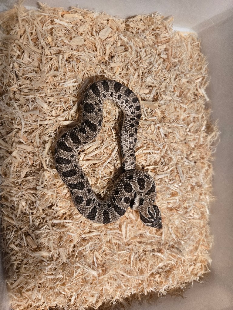Haakneus 0.1 Hognose Snake photo 2