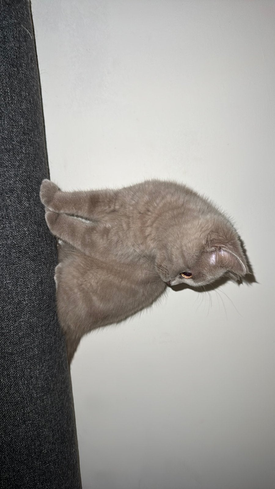 Brits korthaar, Dieren en Toebehoren, Kater, Ontwormd
