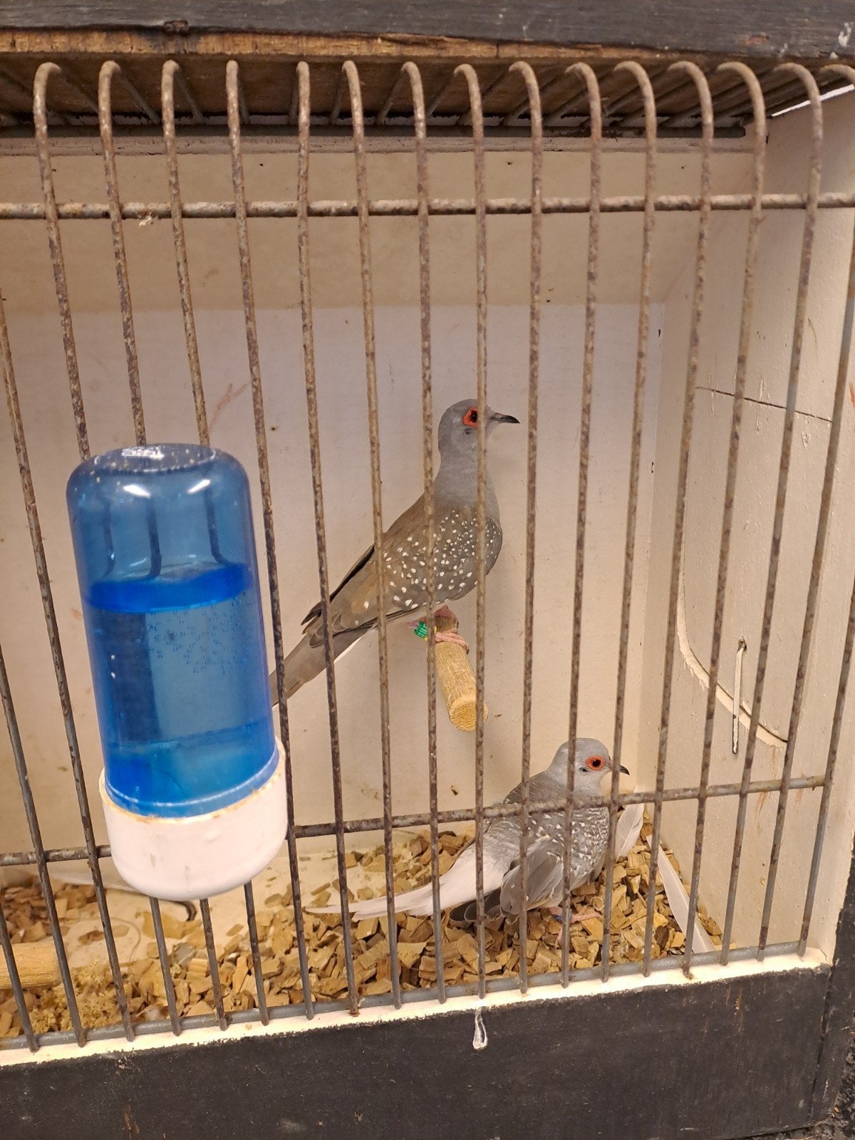 diamantduifjes 2 koppels, Dieren en Toebehoren, Vogels | Kanaries, Meerdere dieren, Kleurkanarie