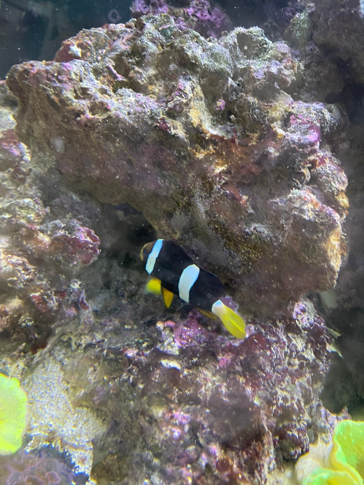 Clownvissen/anemoonvis, Vis