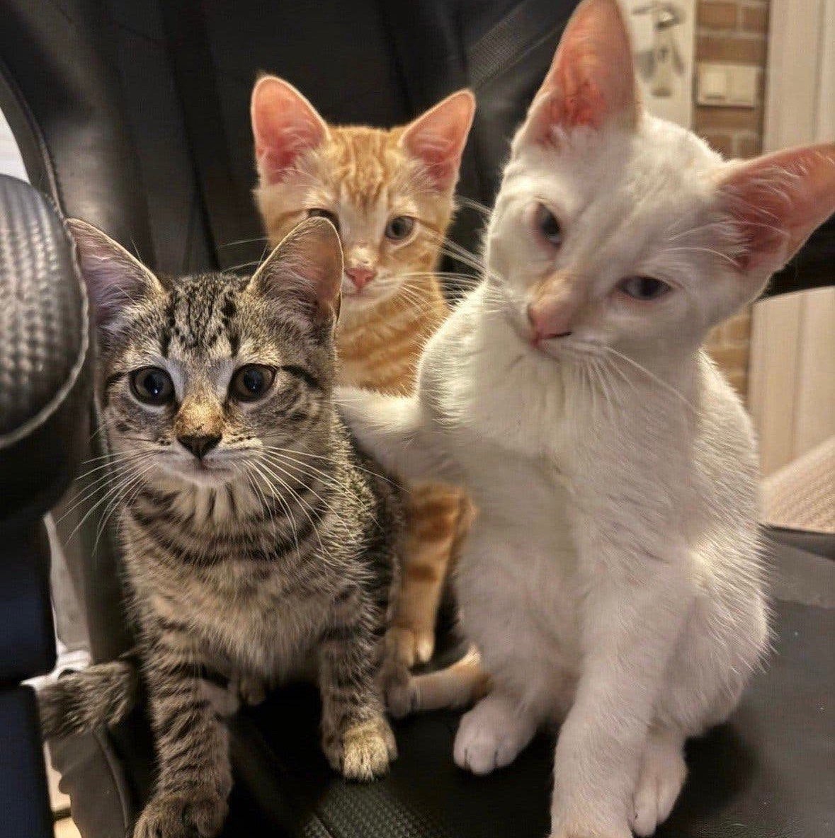 Lieve Toyger kruising kittens, Meerdere dieren, Kortharig, 0 tot 2 jaar