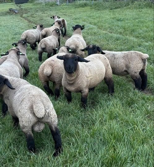 Gezocht Suffolk dekram, Mannelijk, Schaap, 0 tot 2 jaar