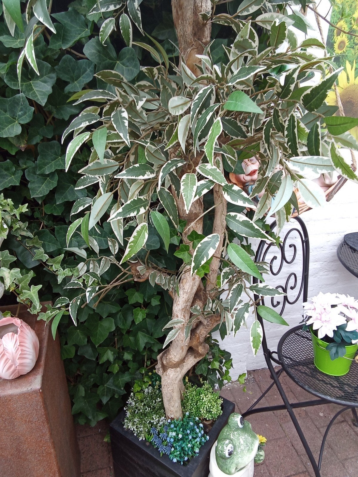 ficusboom  kunst, Ophalen, 200 cm, Onderhoudsvrij, Binnen