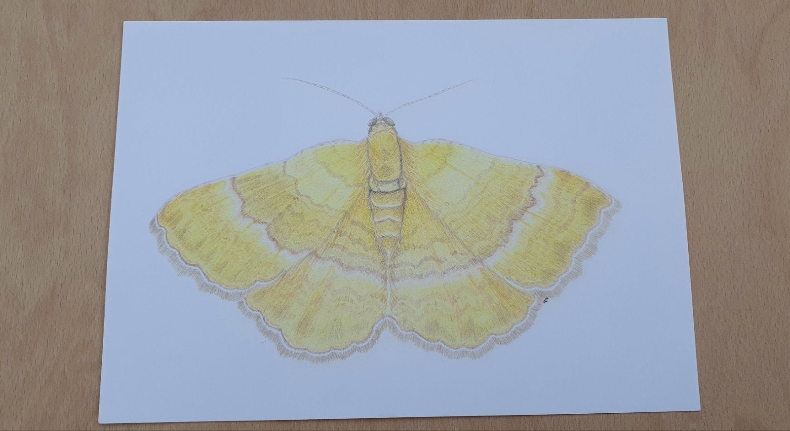 Nachtvlinder, gestreepte goudspanner, vlinder, tekening, Gesigneerd, Ophalen of Verzenden, Dieren en Natuur