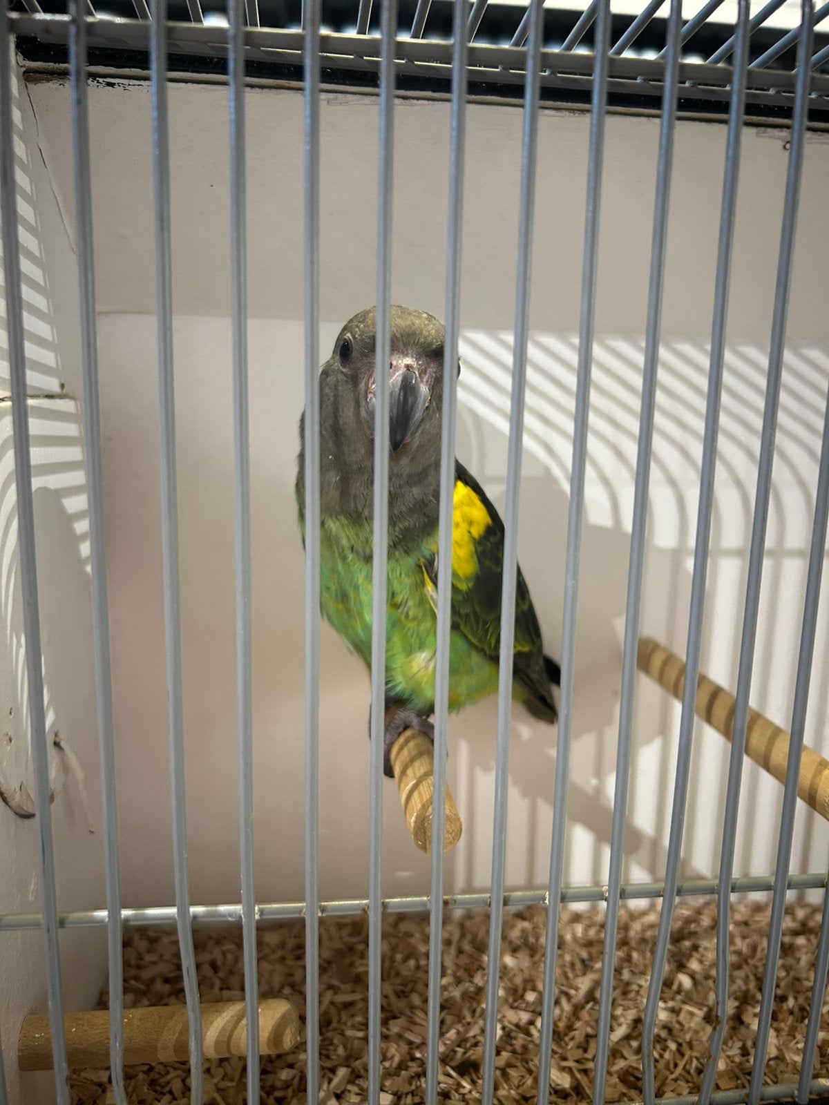 Jonge tamme meyer papegaai met kooi en veel voer en snacks, Mannelijk, Papegaai, Geringd