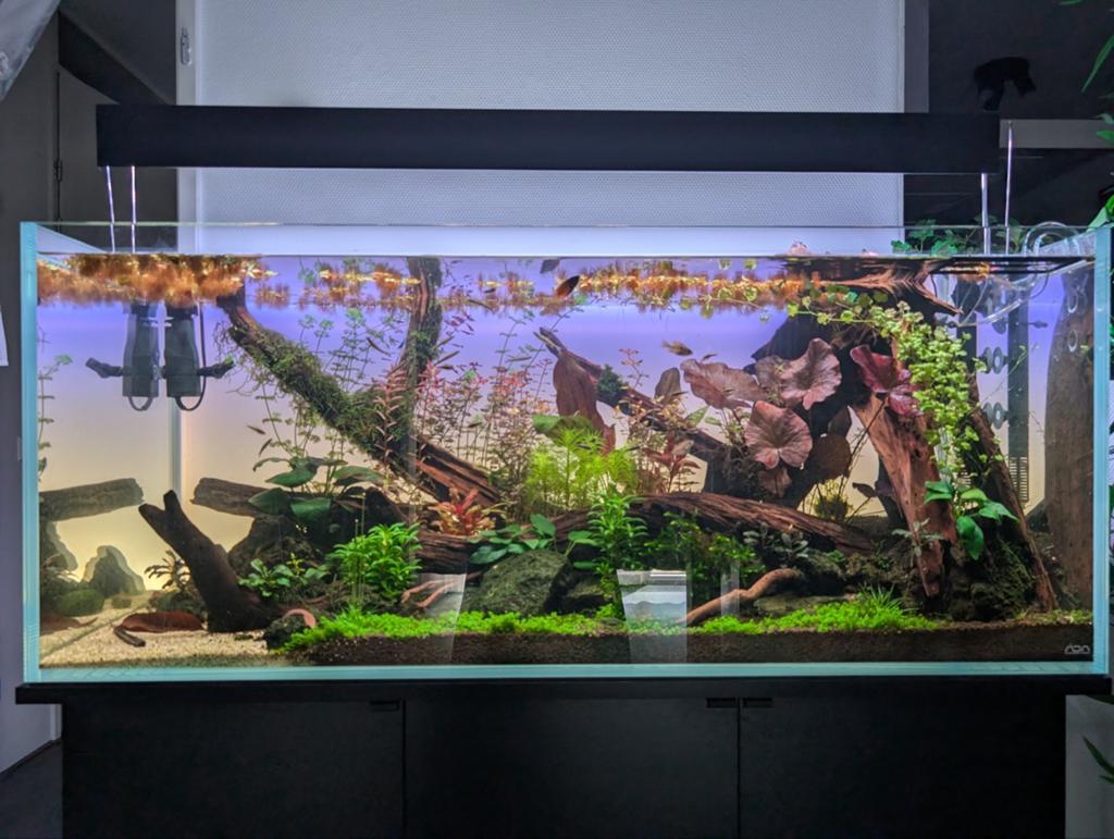 ADA 120-P aquarium 120x50x50 compleet 4mnd oud, Ophalen, Inclusief vissen, Zo goed als nieuw, Gevuld zoetwateraquarium