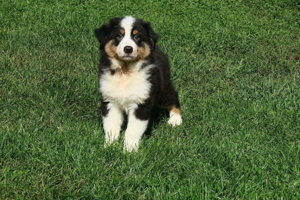 Foto 5 van Black Tri Australian Shepherd pups