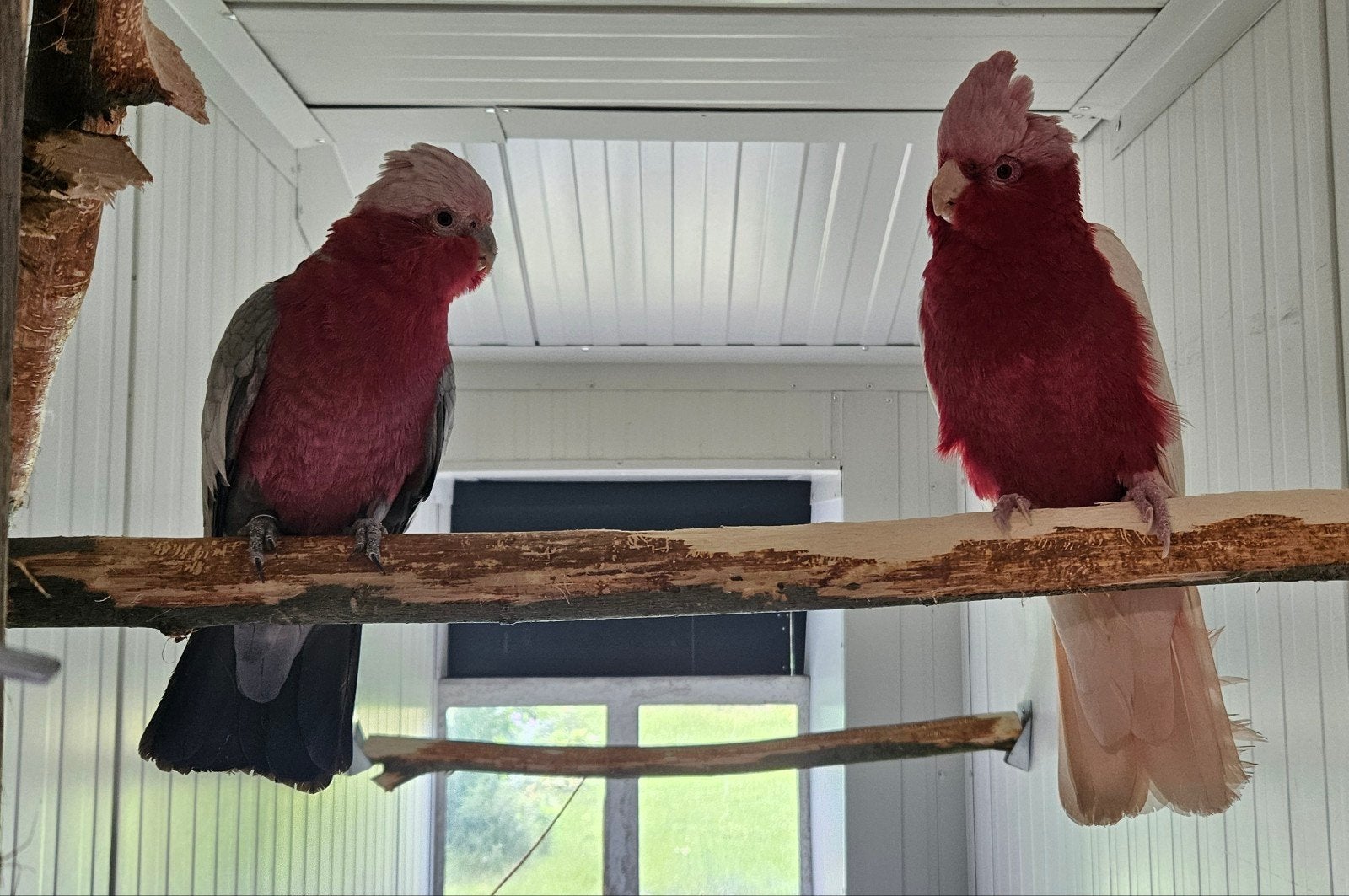 1-1 Rose kaketoe man lutino pop wildkleur, Dieren en Toebehoren, Meerdere dieren, Papegaai, Geringd