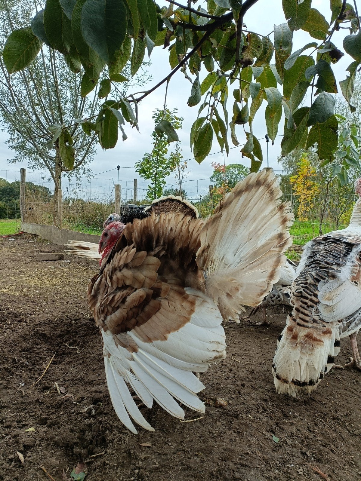 kalkoen haan + hen (super lief en tam), Dieren en Toebehoren, Mannelijk, Kip