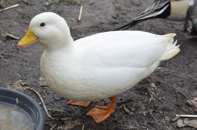 Mooie kwakers te koop zuiver, Dieren en Toebehoren