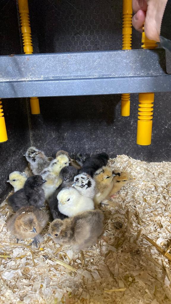 USA zijdehoen kuikentjes, Dieren en Toebehoren, Pluimvee, Geslacht onbekend, Kip