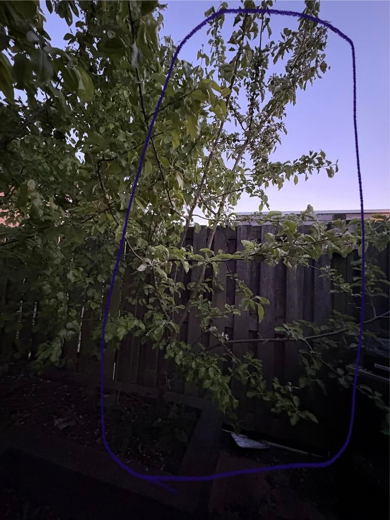 Zelfbestuivende Appelboom - Vruchtdragend, Ophalen, Lente, Volle zon, Appelboom