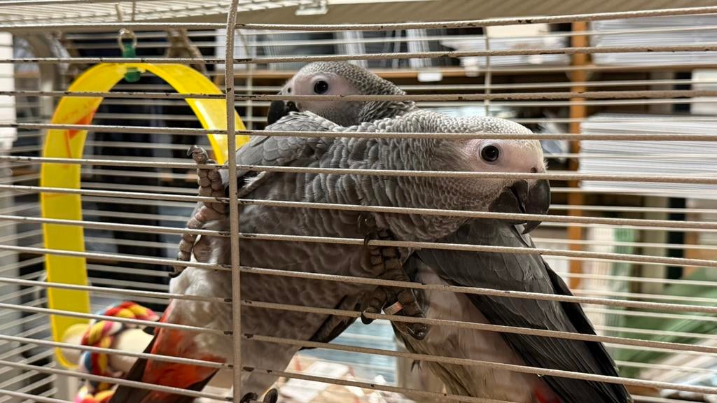 Süper tam Grijze Roodstaarten Jong Mannen, Dieren en Toebehoren, Vogels | Parkieten en Papegaaien, Mannelijk, Papegaai, Pratend
