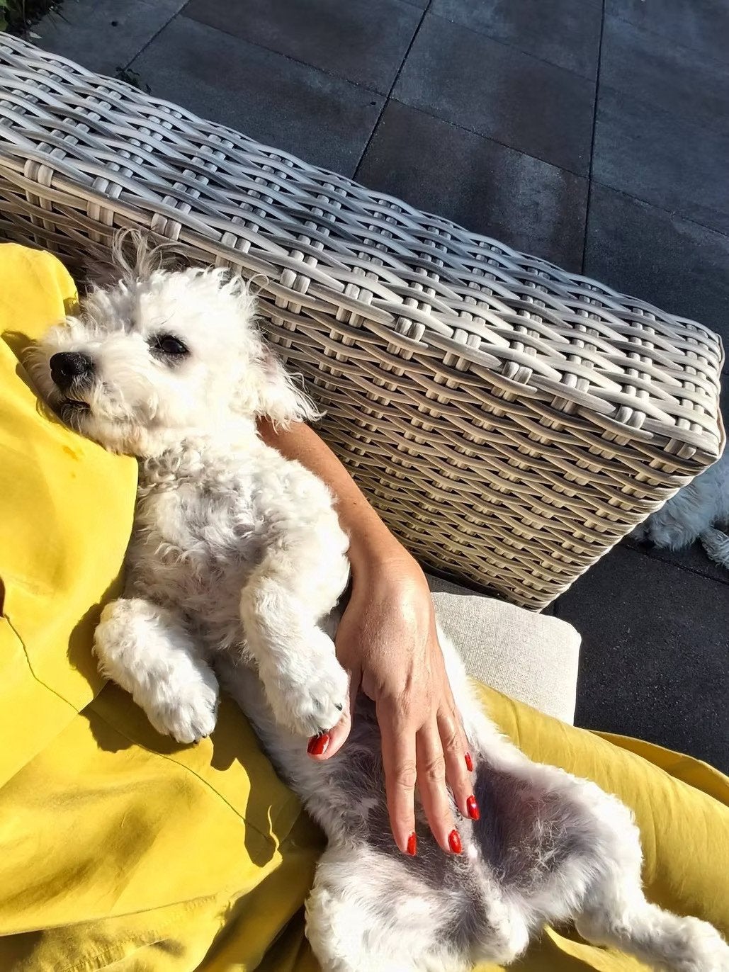 Pup Boomer Mix, Dieren en Toebehoren, Particulier, 15 weken tot 1 jaar, Reu, Buitenland