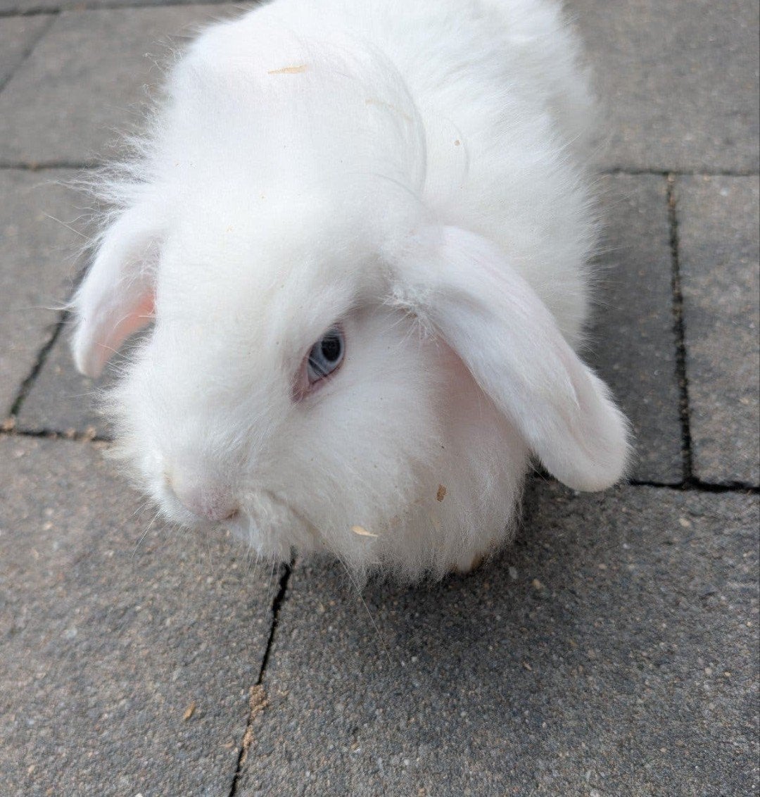 lief vrouwtjes konijn, Dieren en Toebehoren