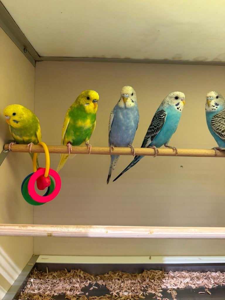 Te koop jonge leuke grasparkieten, Meerdere dieren, Parkiet, Tam