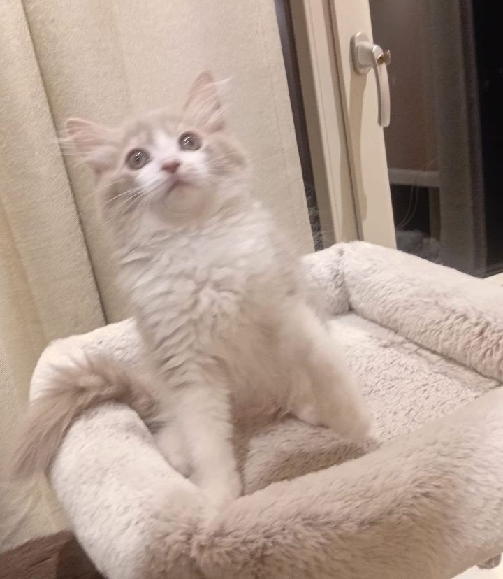 Lief sociaal Ragdoll katertje, Kater, Ontwormd, 0 tot 2 jaar